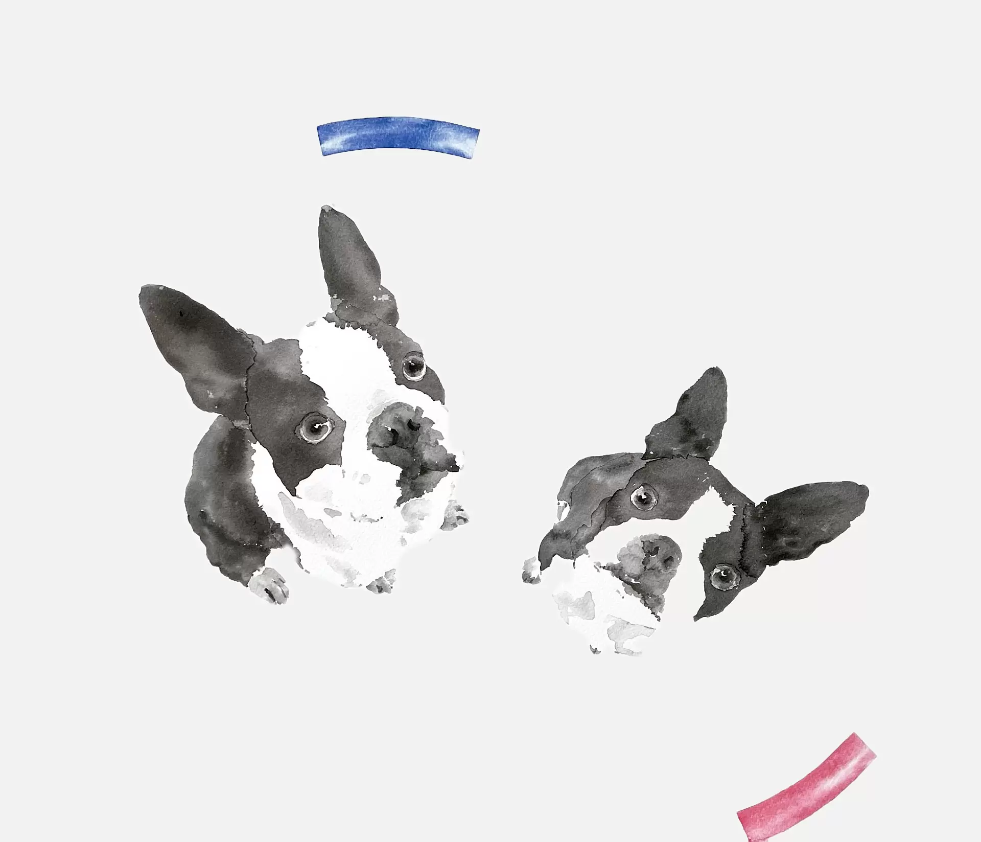フレンチブルドッグ