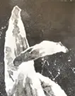 Whale 3