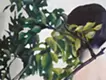 ヘミングウェイと南国の鳥