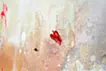 On a shine day (Red)