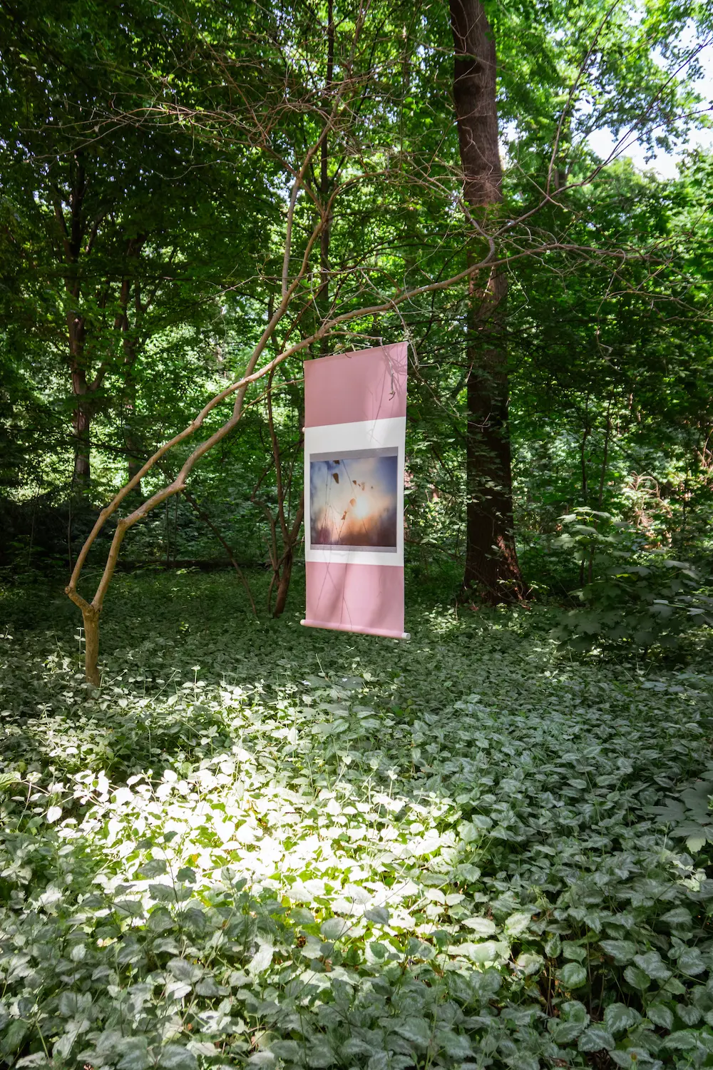 shining in the forest 森に輝く