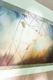 shining in the forest 森に輝く