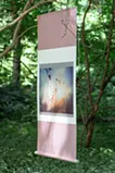shining in the forest 森に輝く