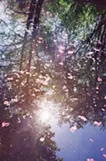 petals on the lake 湖面の花びら