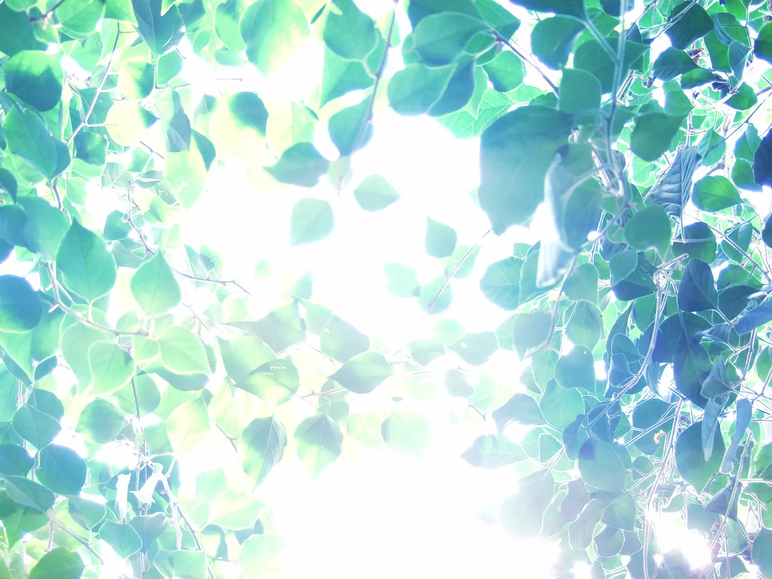 Heaven's Door