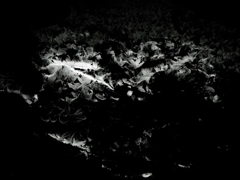 Wings by Emika Masumoto