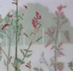 草宴 Ⅱ