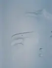 fish on a walk