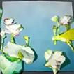 Picture Arrangement/Hasu