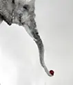 elephant 5