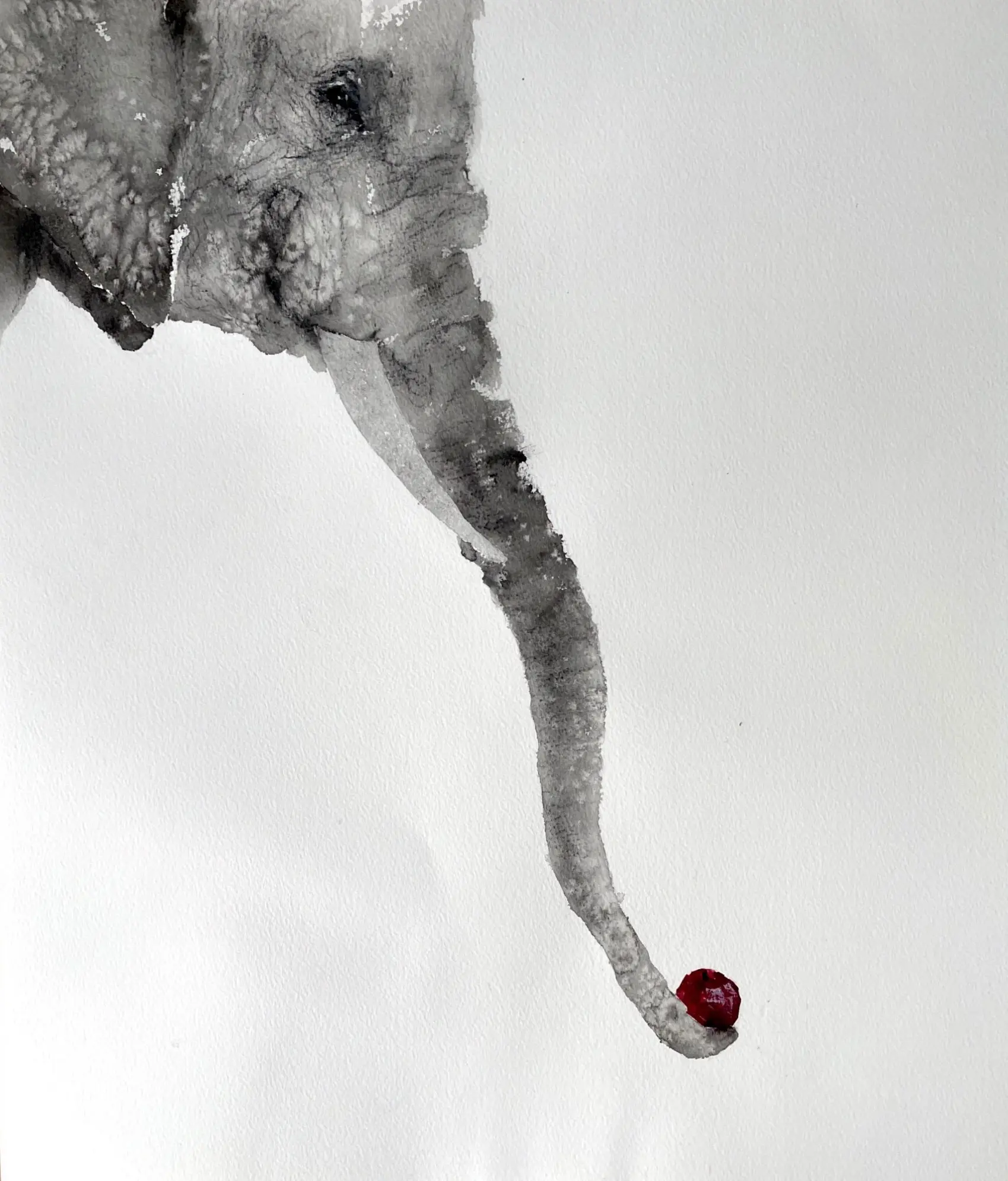 elephant 5