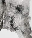 elephant 5