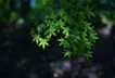 光り輝く葉
