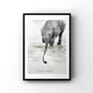 elephant 7