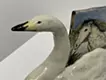 Swan Messenger