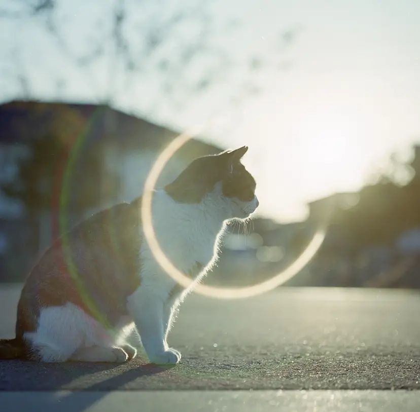日輪/そとねこたちのポートレート by 阪井壱成