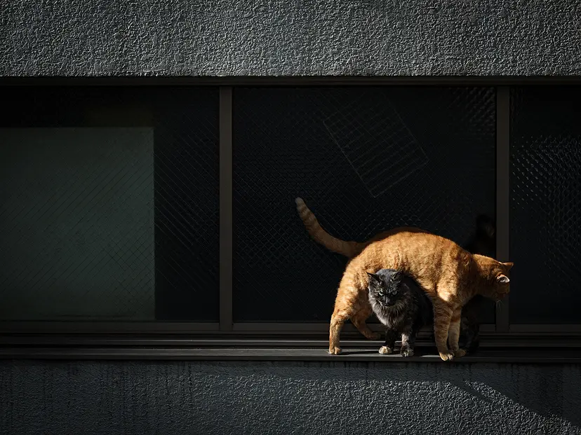 跨ぐ/そとねこたちのポートレート by 阪井壱成