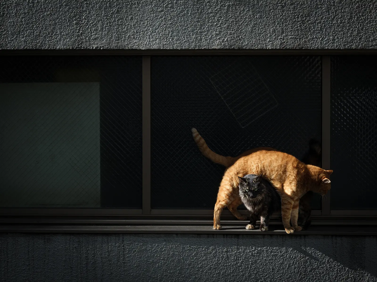 跨ぐ/そとねこたちのポートレート