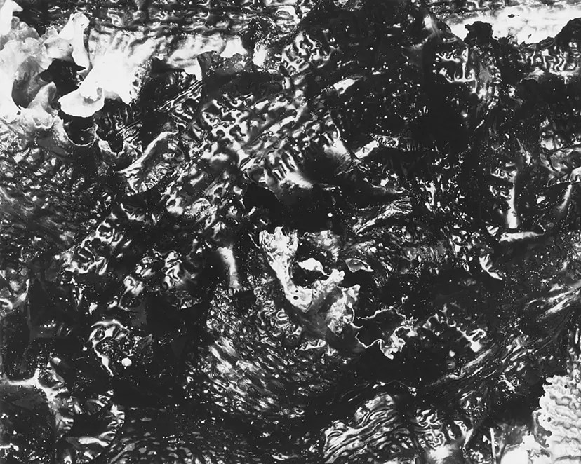 Photographs of foreign algae, Kombu by ルカ・レグリーズ