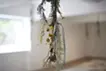 《逆さまの森》Upside down forest