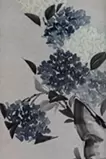 紫陽花圖 蒼
