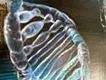 DNA