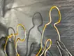 Descent of Man