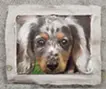 Dapple Dachshund