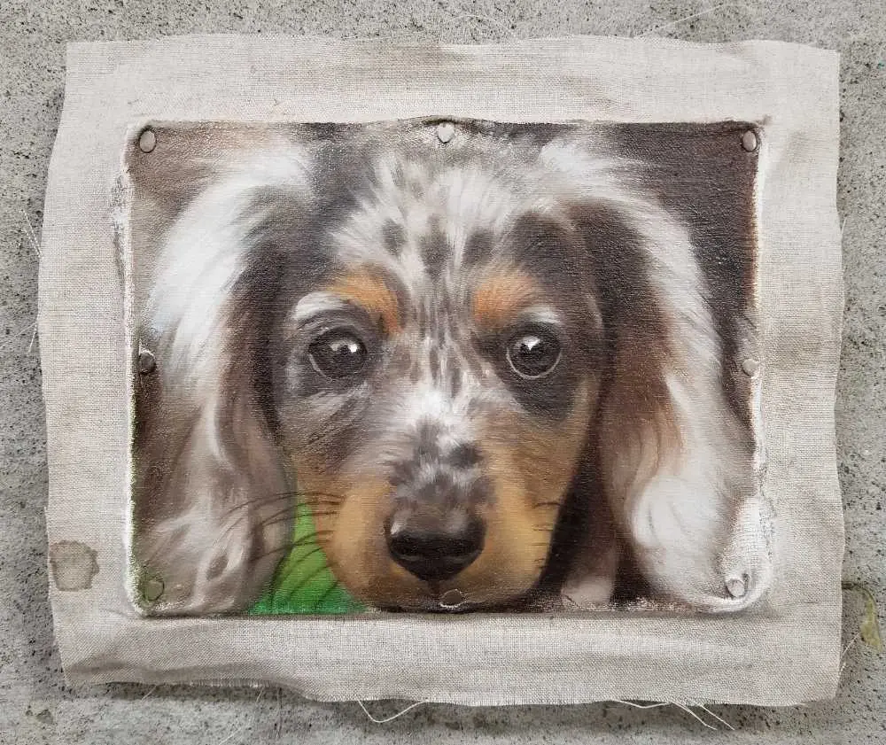 Dapple Dachshund