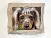 Dapple Dachshund