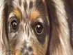 Dapple Dachshund