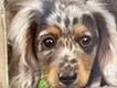 Dapple Dachshund