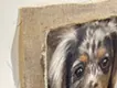 Dapple Dachshund