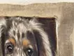Dapple Dachshund
