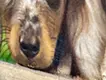 Dapple Dachshund
