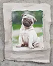 Pug