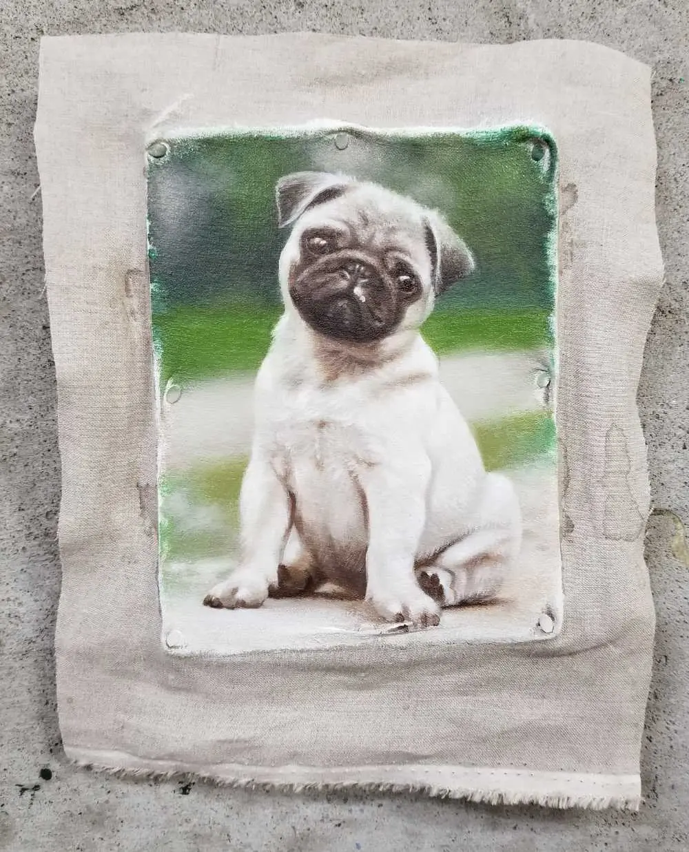 Pug