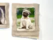 Pug