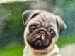 Pug