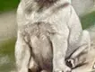 Pug