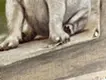 Pug