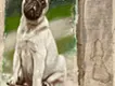 Pug