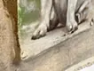 Pug