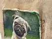 Pug