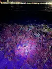 生成と制作のはざまで：海岸 / A Place Between Generation and Creation: shore