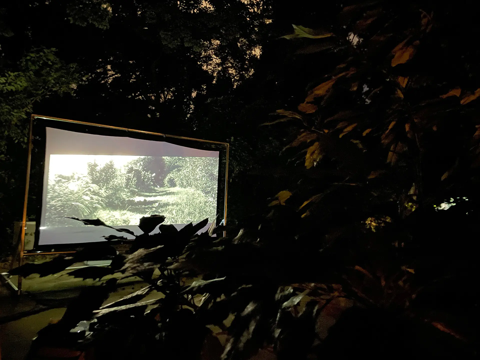裏庭 / Back Garden