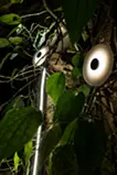 Tree says「　」