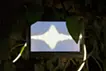 Tree says「　」