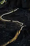 Tree says「　」