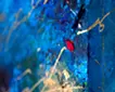 Letter from blue